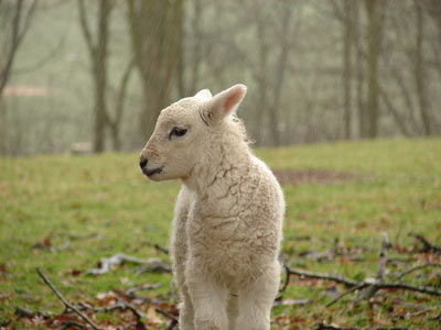 В Туве взорвалось стадо из 84 овец