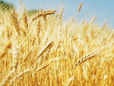 Русский стандарт начнет выращивать пшеницу  