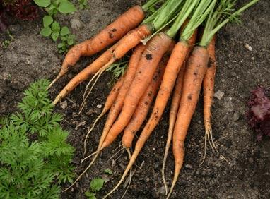 Морковь с секретом