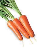 Морковь в энциклопедии