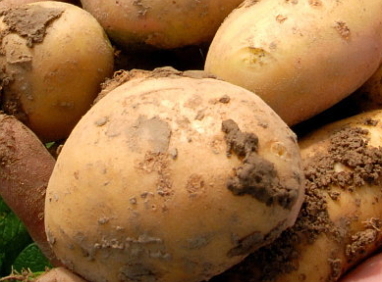 "Еврокомиссия разрешила трангенный картофель"