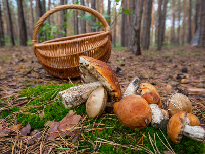 Белые грибы: диета и панацея
