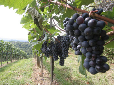 "Молдавия поставит в Японию вино"