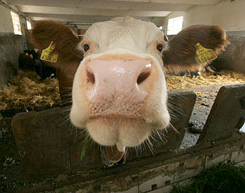 Генетически модифицированные коровы дадут "человеческое" молоко 