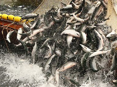 "Европа реформирует рыбную отрасль"