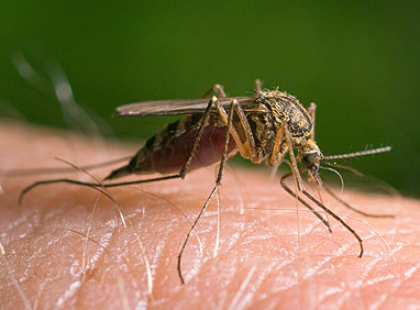 Защита от комаров 