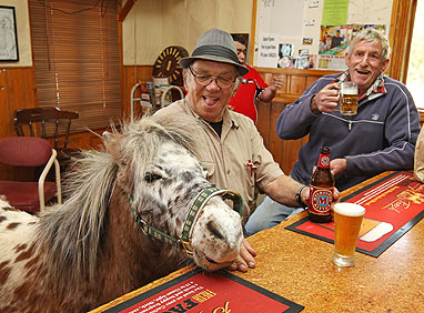 "Австралийский конь полюбил пиво"