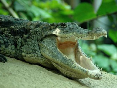Нильский крокодил: чешский специалитет
