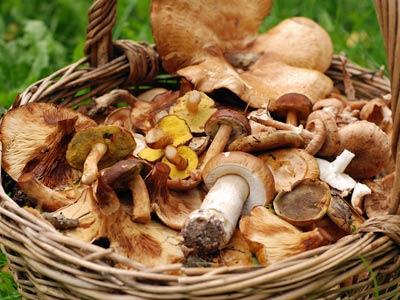 Рецепты с грибами – грибы жареные, соленые, ризотто с грибами, тальятелле с грибами 