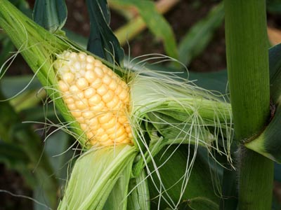 Ген кукурузы поможет просу