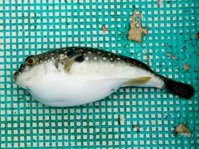 "Рыба фугу — наркотик, вызывающий паралич"