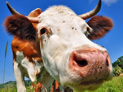 "Генная корова — молоко без аллергии"