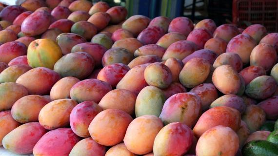 Где растёт самый вкусный тропический манго?