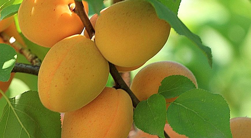 Персики родом из Италии: производство джема 
