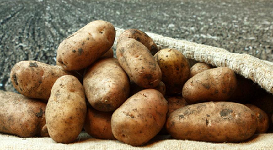 Много ли вы знаете о картошке? Тест 