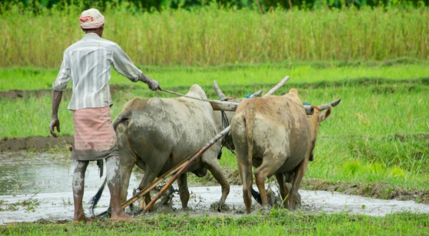 Индия будет экспортировать сыр и мясо буйвола