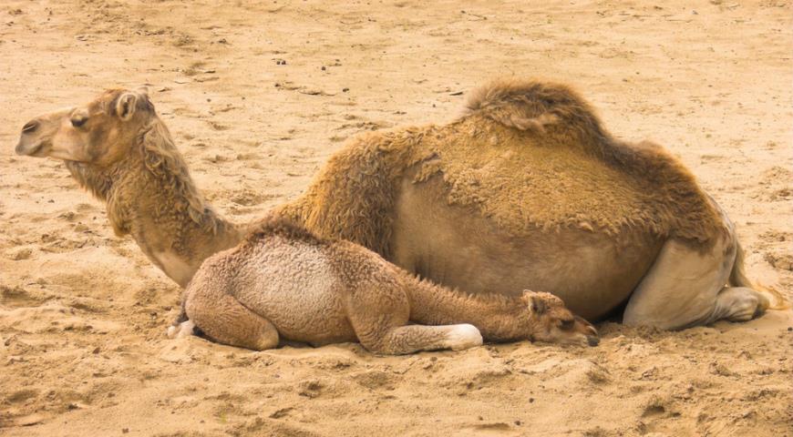 ОАЭ напоят россиян молоком верблюдиц
