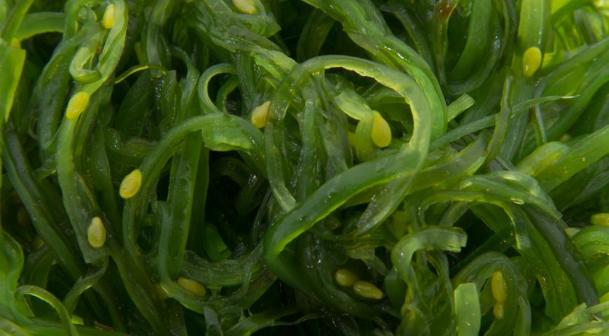 Зелёные водоросли