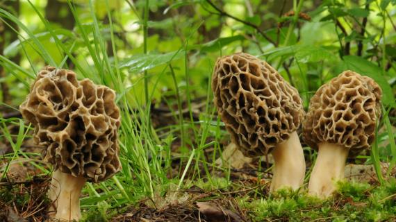 Сморчки: гриб сморчок и строчок, когда собирать, где растут, как готовить сморчки