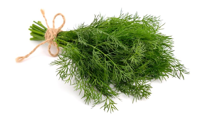 Dill. Image found at https://www.gastronom.ru/product/ukrop-905
