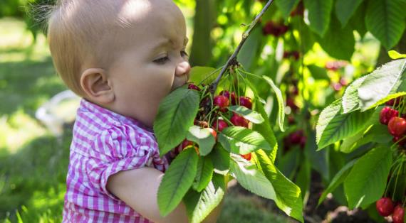 Как давать ягоды маленькому ребенку