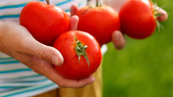 Экономная хозяйка: 5 вкусных блюд из помидоров