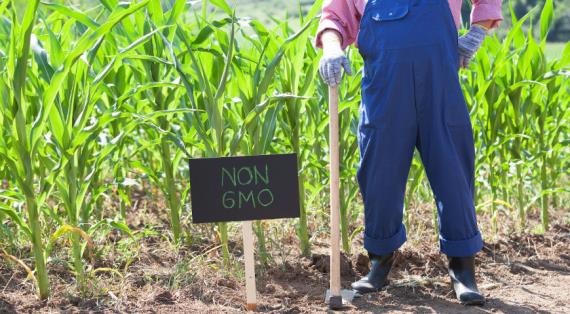 Действительно ли опасны продукты с ГМО?