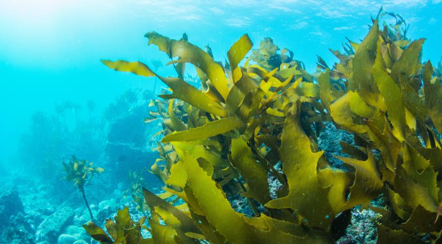 Как морские водоросли фантастически влияют на здоровье и красоту