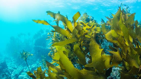 Морские водоросли: секреты здоровья и красоты