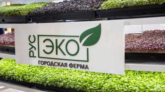 Рукола, амарант и горчица: редкую микрозелень теперь выращивают на сити-ферме в Москве