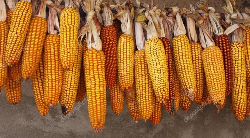 Початки сушеной кукурузы