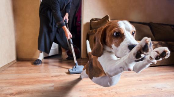 Как спасти вашего пса от гиподинамии в условиях домашней изоляции