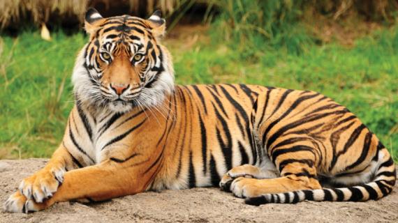Можно ли доить тигра и что такое тигриное молоко?