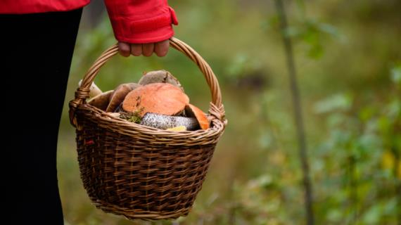 16 супер–рецептов с грибами: опятами, боровиками и груздями от истинных любителей «тихой» охоты