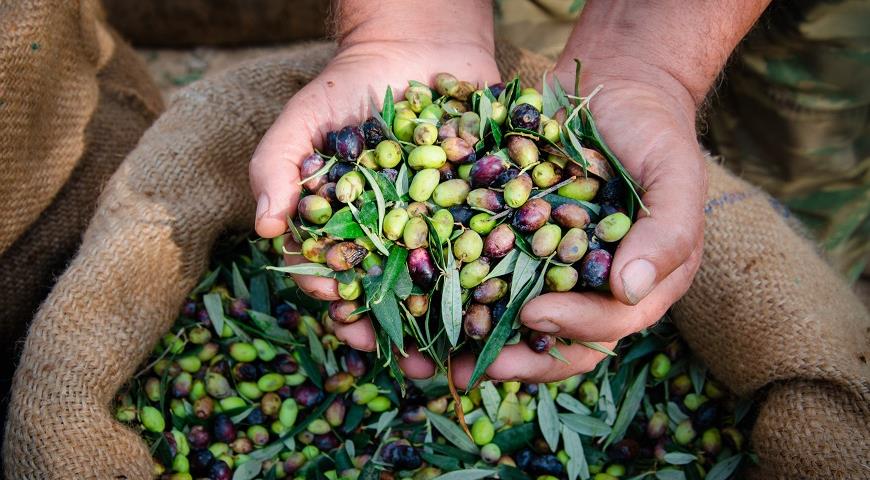 Оливки из Крыма — уникальный продукт с историей