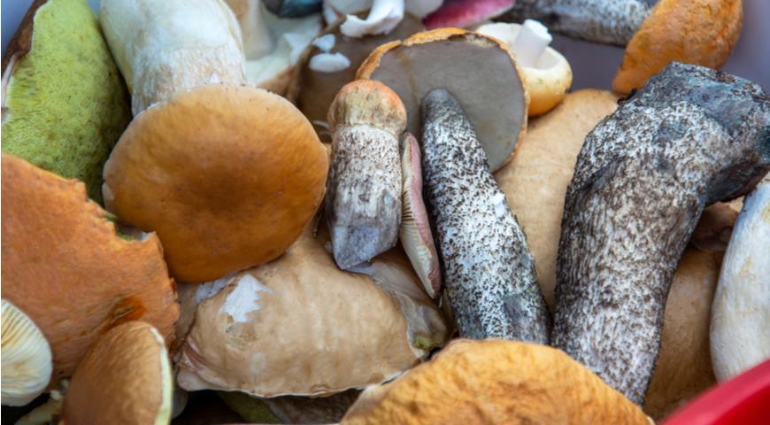 Лестные грибы