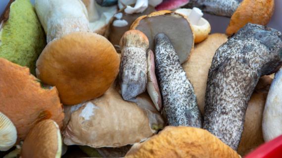 Вред и польза грибов, что нужно знать, чтобы сохранить здоровье в грибной сезон