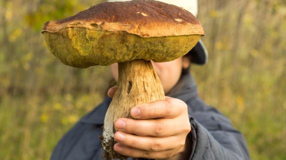Кому нельзя есть грибы, как готовить грибы для лучшего усвоения, опасны ли сырые грибы