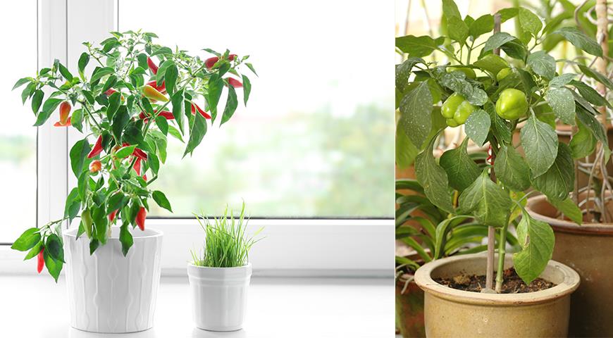 7 овощей, которые можно вырастить дома даже без балкона Условия и хитрости для хорошего урожая на подоконнике