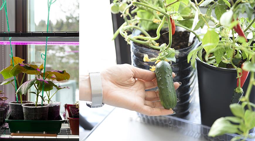 7 овощей, которые можно вырастить дома даже без балкона Условия и хитрости для хорошего урожая на подоконнике