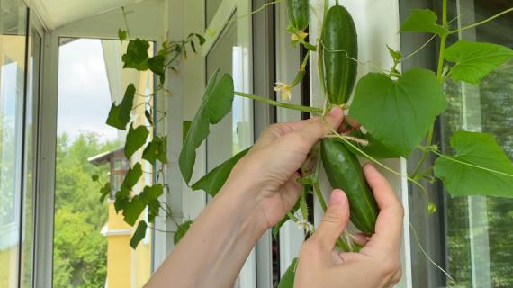 Можно ли вырастить на окне настоящий урожай огурцов