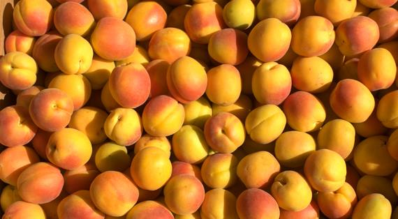 Сочные и сладкие, в магазинах появились сезонные абрикосы