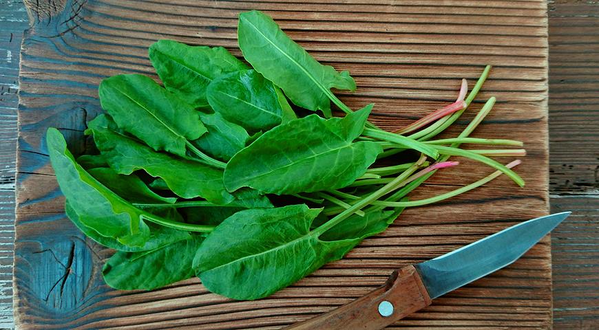 Все разнообразие листовых салатов: учимся разбираться в салате