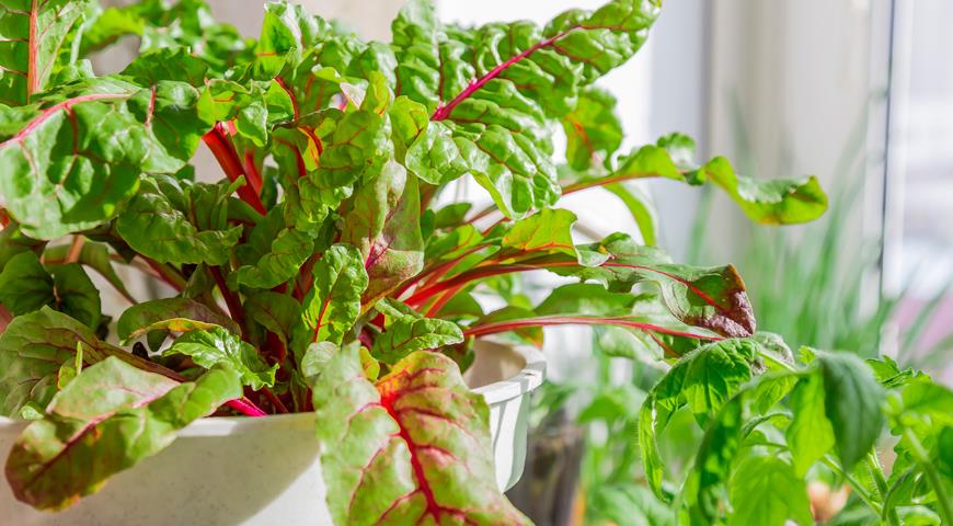 Все разнообразие листовых салатов: учимся разбираться в салате