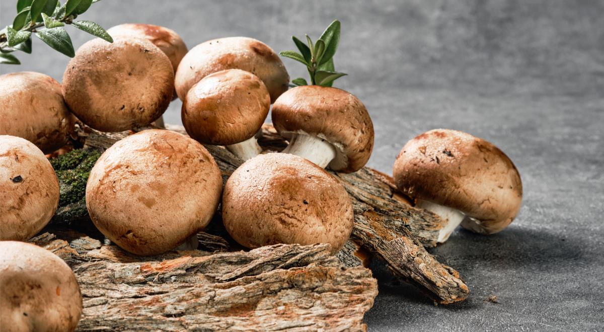 Шампиньоны — самые популярные в России грибы