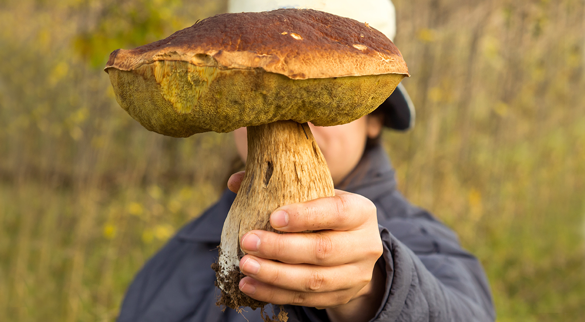 Кому нельзя есть грибы, как готовить грибы для лучшего усвоения, опасны .