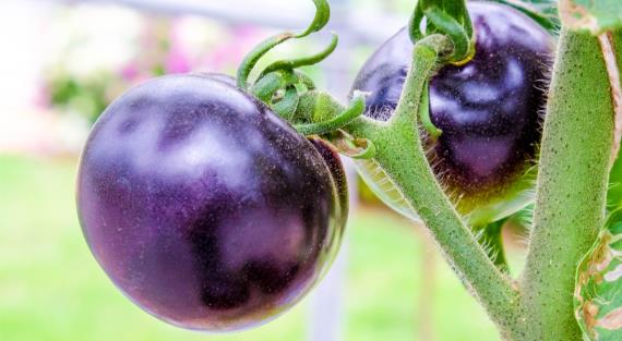 Как полюбить ГМО: от каких болезней может защитить недавно выведенный фиолетовый помидор
