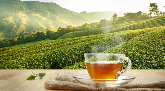Ученые создают новые сорта чая, устойчивые к холоду