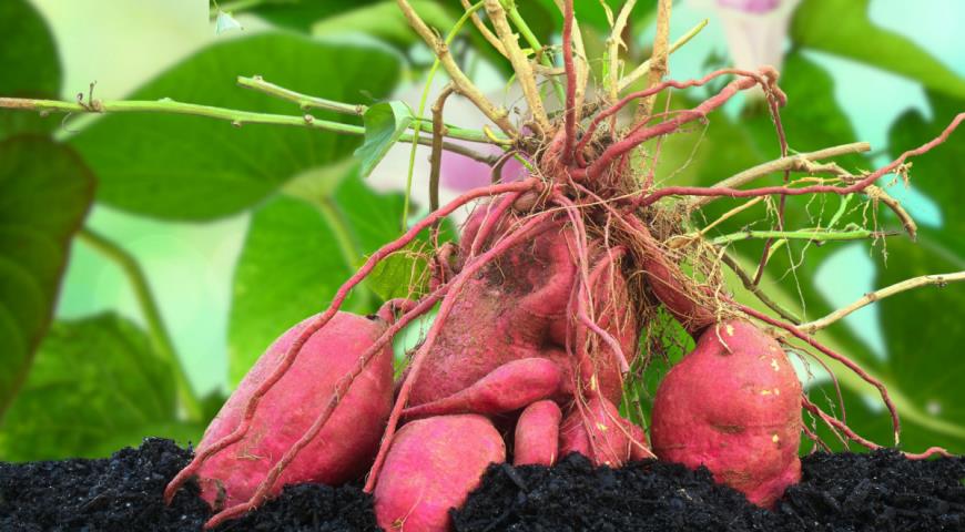 Клубни, образующиеся на корнях Ipomoea batatas