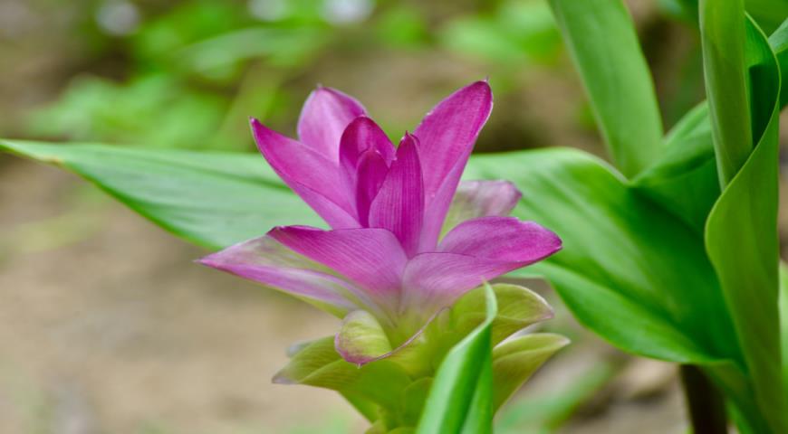Цветущее растение Curcuma longa